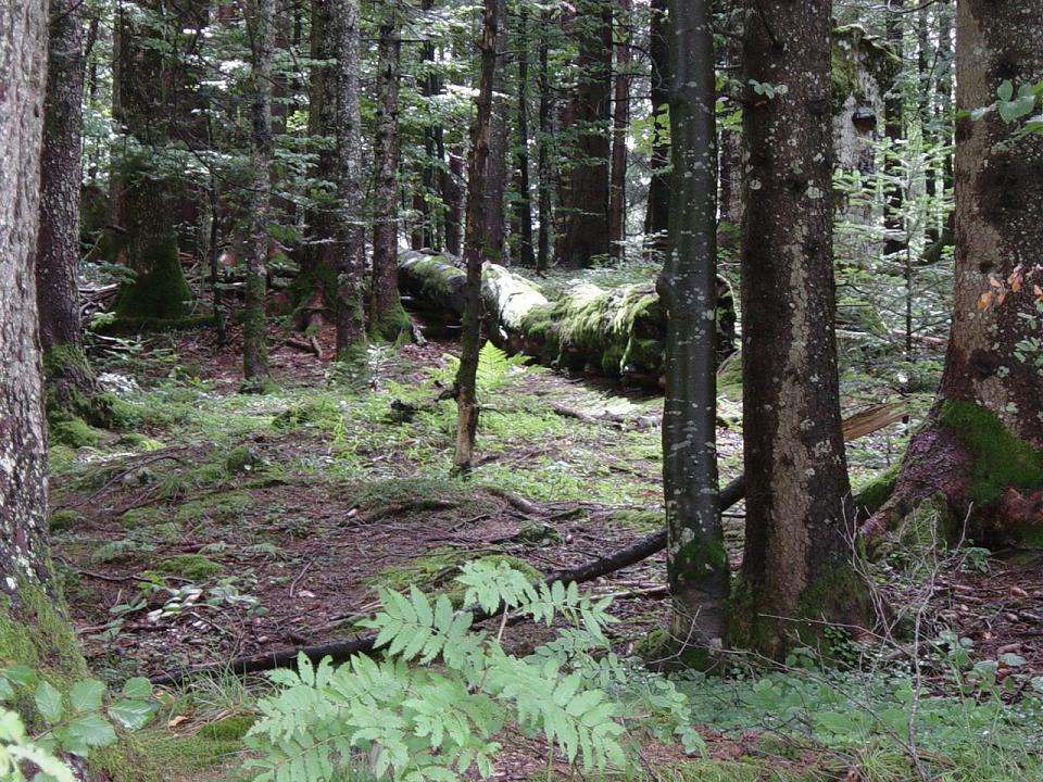 10 mossy woods.JPG